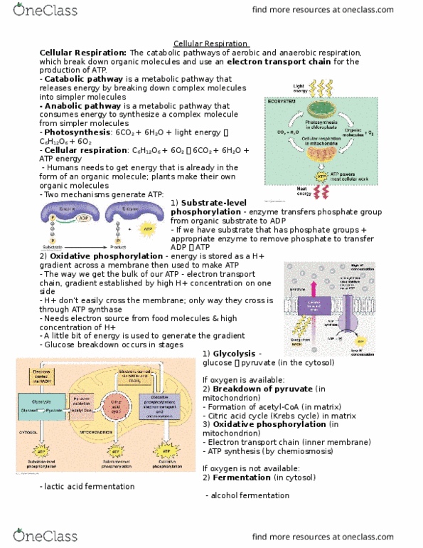 Biol 186 Study Guide - Spring 2016, Final - Cellular Respiration 