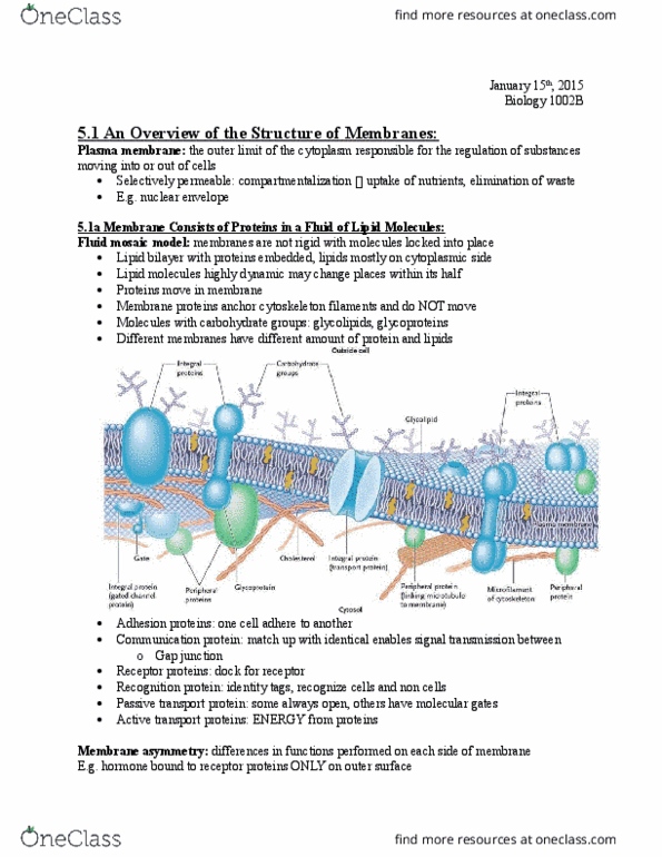 Biology 1002B Chapter Notes - Chapter 5: Fluid Mosaic Model, Lipid Bilayer, Nuclear Membrane thumbnail