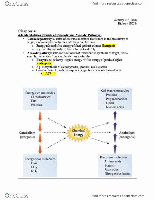 Biology 1002B Chapter Notes - Chapter 5,7: Light-Harvesting Complex, Thylakoid, Light-Independent Reactions thumbnail