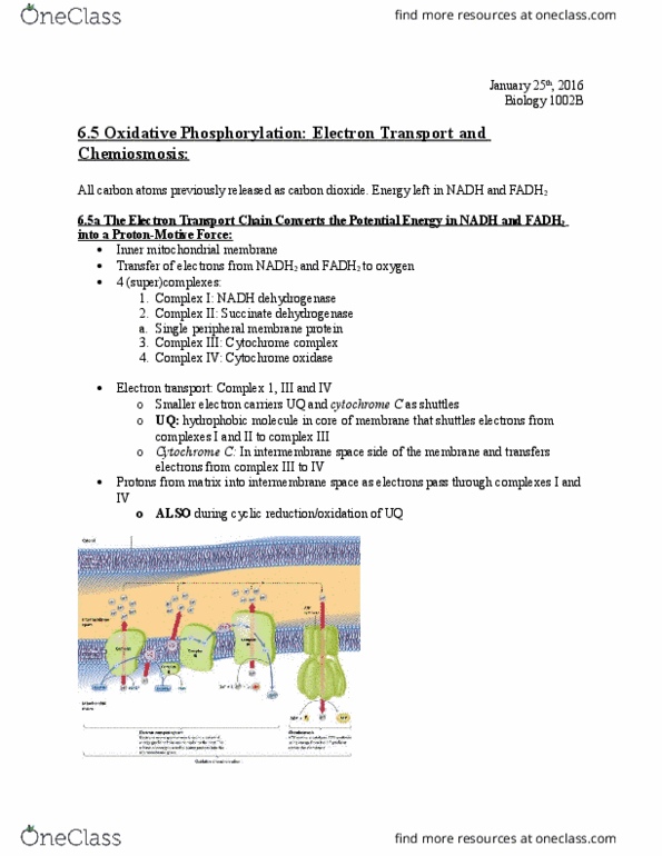Biology 1002B Chapter Notes - Chapter 6: Nadh Dehydrogenase, Oxidative Phosphorylation, Succinate Dehydrogenase thumbnail