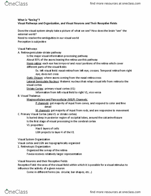 PSY 250 Lecture Notes - Lecture 13: Calcarine Sulcus, Receptive Field, Visual Cortex thumbnail