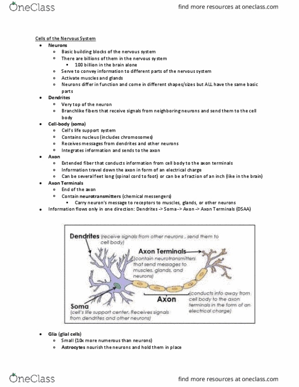 PSYCH 101 Lecture Notes - Lecture 2: Acetylcholine, Resting Potential, Electric Current thumbnail