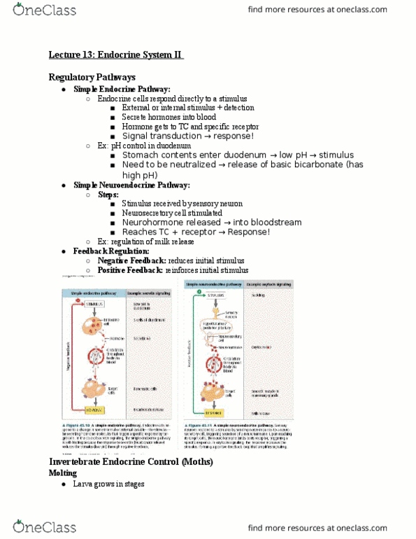 01:119:116 Lecture Notes - Lecture 13: Dwarfism, Iodine Deficiency, Hypothyroidism thumbnail