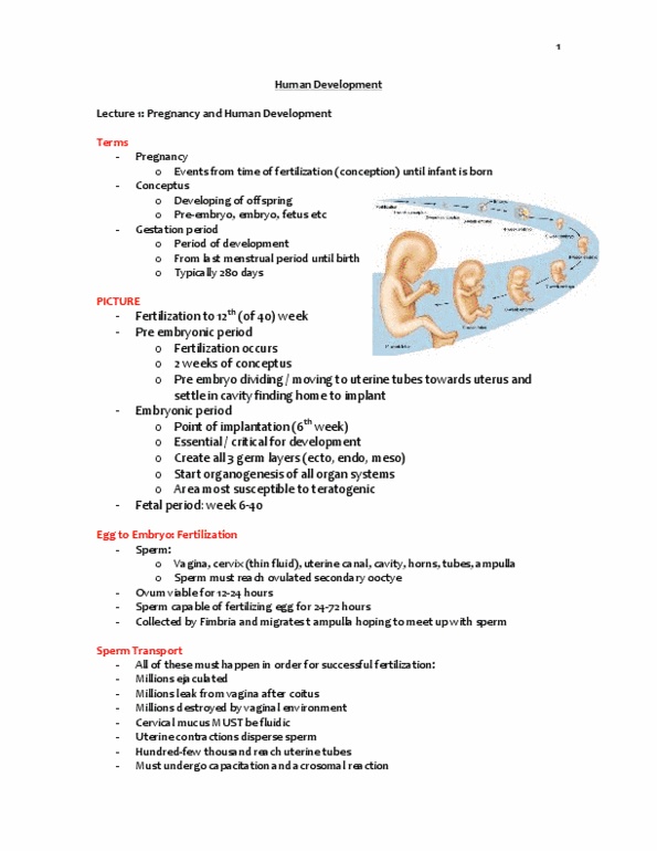 Kinesiology 3222A/B Lecture Notes - Intracytoplasmic Sperm Injection, Acrosome Reaction, Artificial Insemination thumbnail