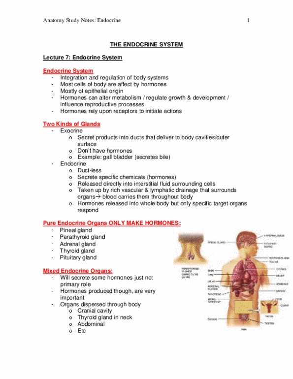 Kinesiology 3222A/B Lecture Notes - Growth Hormone–Releasing Hormone, Parathyroid Gland, Pituitary Gland thumbnail