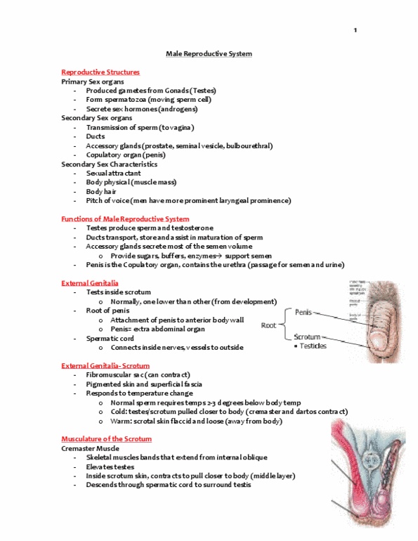 Kinesiology 3222A/B Lecture Notes - Perineal Raphe, Tunica Vaginalis, Glans Penis thumbnail