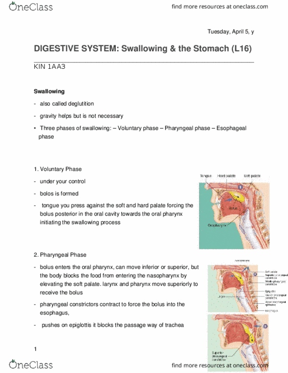 KINESIOL 1AA3 Lecture Notes - Lecture 16: Swallowing, Trachea, Proton-Pump Inhibitor thumbnail