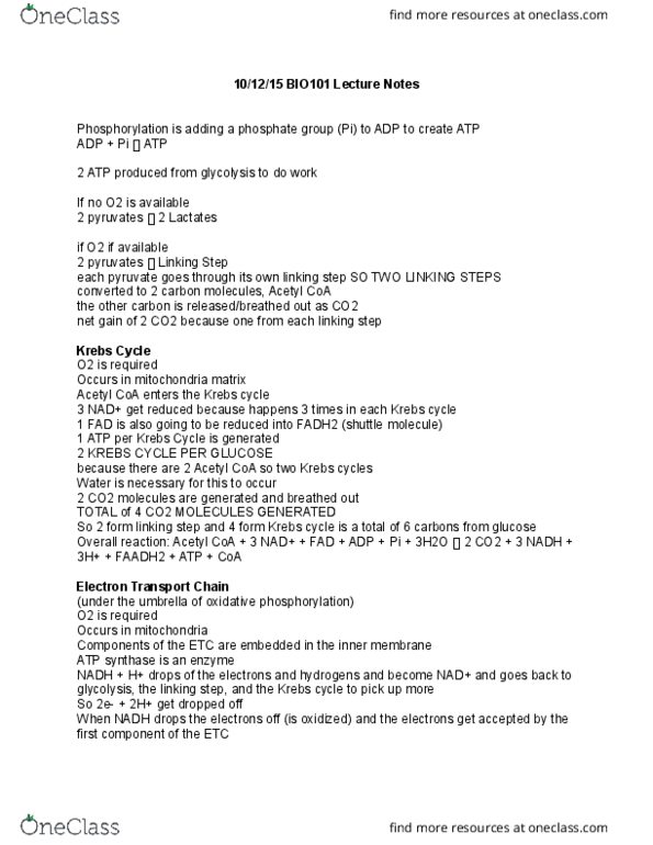 BIO 101 Lecture Notes - Lecture 10: Atp Synthase, Oxidative Phosphorylation, Pyruvic Acid thumbnail