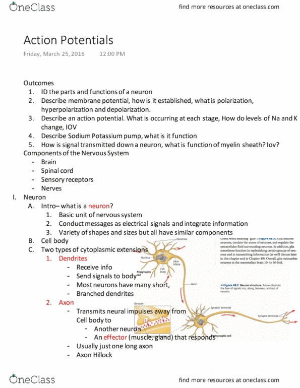 01:119:116 Lecture Notes - Lecture 17: Spinal Cord, Cytosol, Sensory Neuron thumbnail