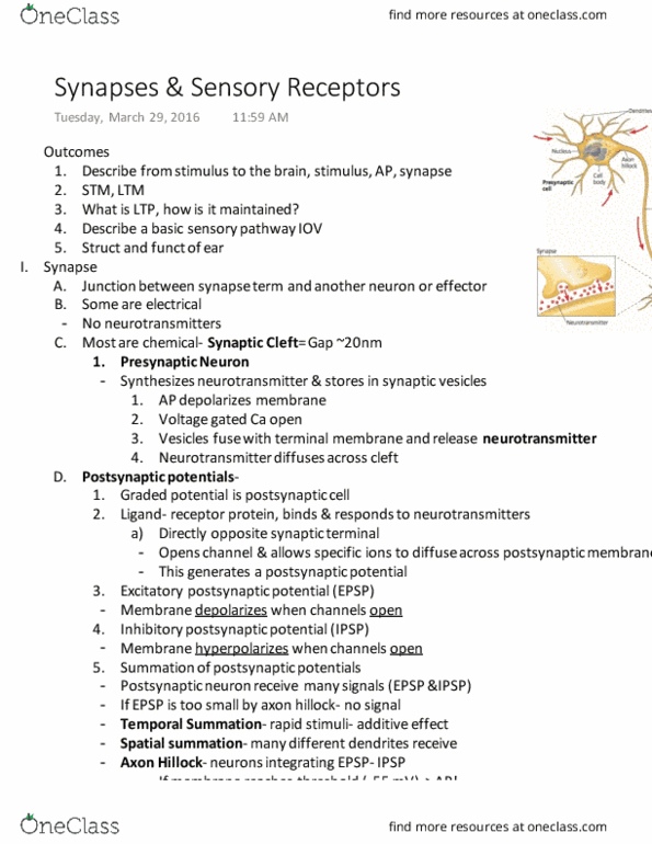 01:119:116 Lecture Notes - Lecture 18: Cochlea, Middle Ear, Inhibitory Postsynaptic Potential thumbnail