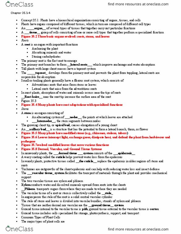 BIO 1406 Lecture Notes - Lecture 11: Flowering Plant, Taproot, Mitosis thumbnail