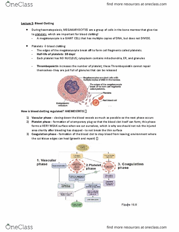 PSL301H1 Lecture Notes - Lecture 5: Megakaryocyte, Surface 3, Ethylenediaminetetraacetic Acid thumbnail