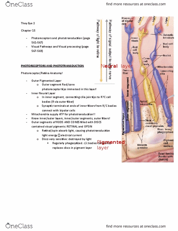 ANP 1106 Lecture Notes - Lecture 11: Opsin, Visual Processing, Postcentral Gyrus thumbnail