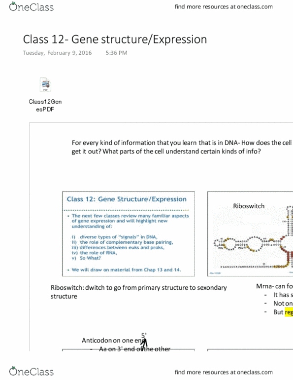 Biology 1002B Lecture 12: Class 12- Gene structureExpression thumbnail