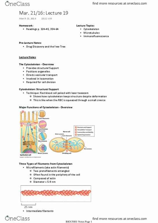 BIO130H1 Lecture Notes - Lecture 19: Optical Tweezers, Intermediate Filament, Electron Microscope thumbnail