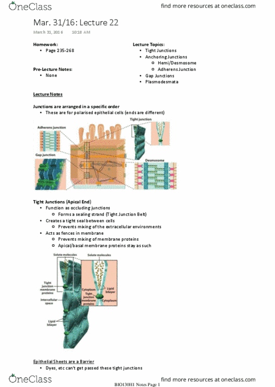 BIO130H1 Lecture Notes - Lecture 22: Tight Junction, Adherens Junction, Claudin thumbnail