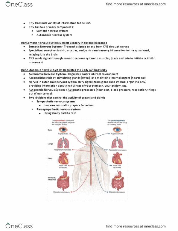 PSYCH 101 Chapter Notes - Chapter 2.3: Somatic Nervous System, Autonomic Nervous System, Parasympathetic Nervous System thumbnail