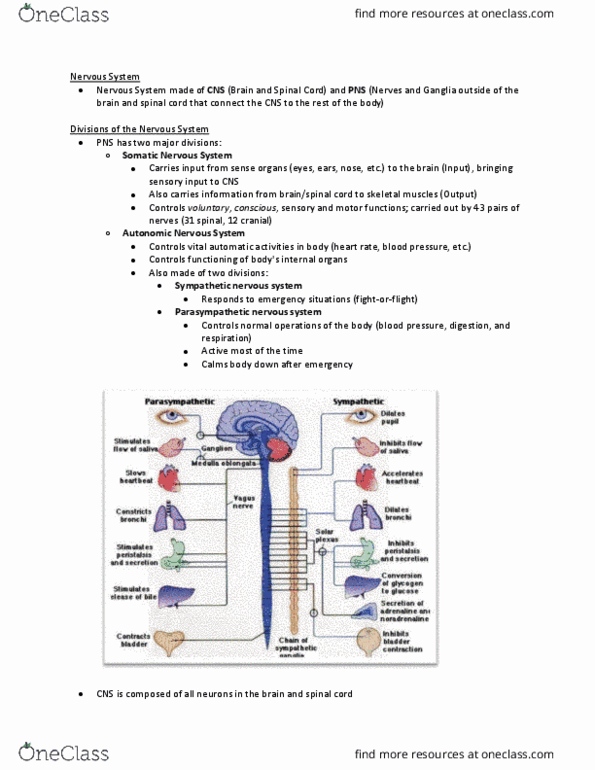 PSYCH 101 Lecture Notes - Lecture 2: Parasympathetic Nervous System, Spinal Cord, Sympathetic Nervous System thumbnail