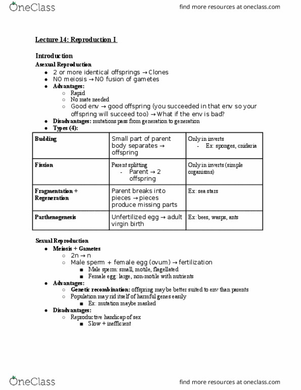 01:119:116 Lecture Notes - Lecture 14: Ejaculatory Duct, Vas Deferens, Seminiferous Tubule thumbnail