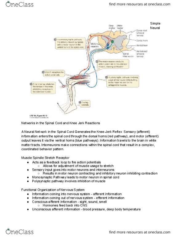 CAS BI 108 Lecture Notes - Lecture 2: Peripheral Nervous System, Central Nervous System, Neural Crest thumbnail