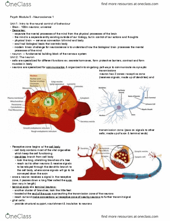 PSYCH 1XX3 Lecture Notes - Lecture 3: Inhibitory Postsynaptic Potential, Neural Tube, Myelin thumbnail