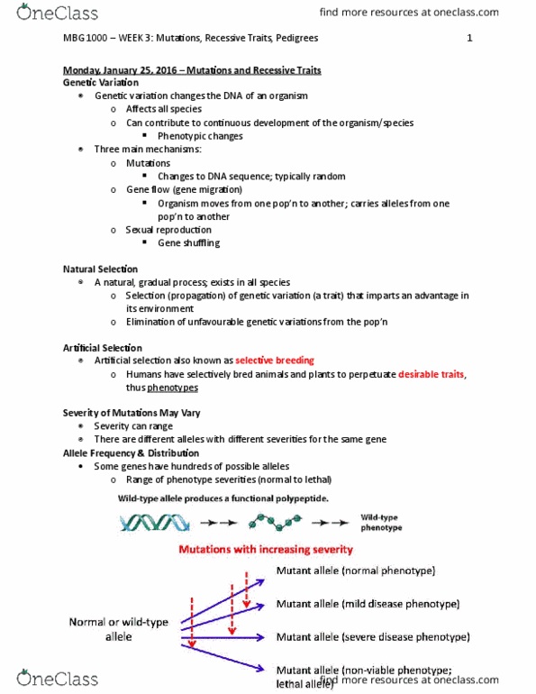 MBG 1000 Lecture Notes - Lecture 3: Phenylalanine Hydroxylase, Sickle-Cell Disease, Phenylketonuria thumbnail