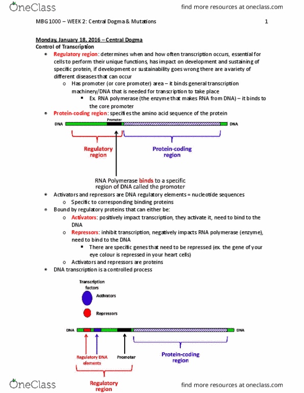 MBG 1000 Lecture Notes - Lecture 2: Open Reading Frame, Aminoacyl-Trna, Stop Codon thumbnail