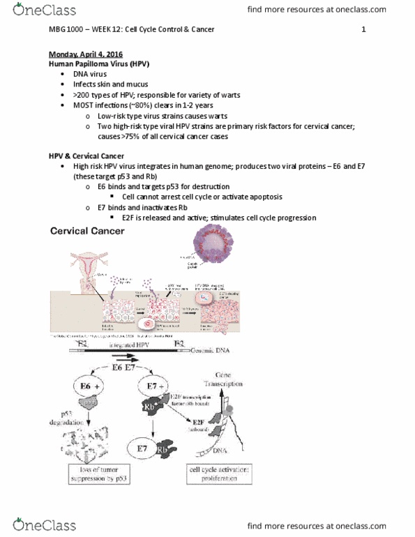 MBG 1000 Lecture Notes - Lecture 12: Tumor Suppressor Gene, Ovarian Cancer, Cervical Cancer thumbnail