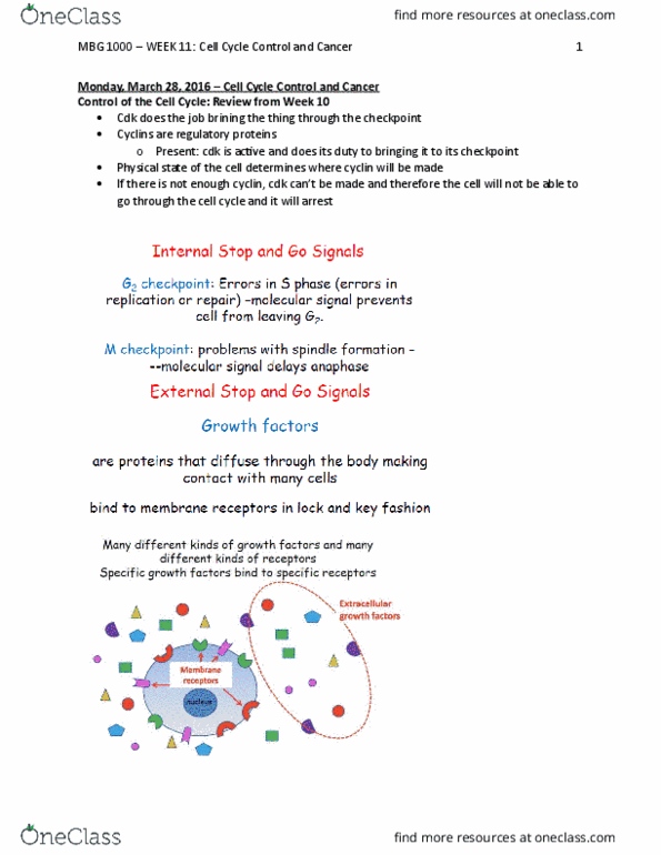 MBG 1000 Lecture Notes - Lecture 11: Tumor Suppressor Gene, Chromosomal Translocation, Oncogene thumbnail