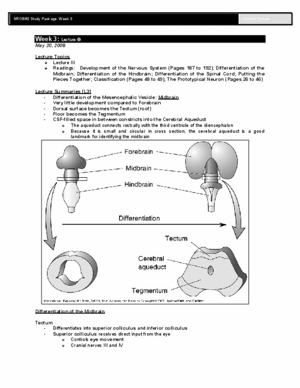 BIO403H5 Lecture Notes - Midbrain Tegmentum, Inferior Colliculus, Superior Colliculus thumbnail