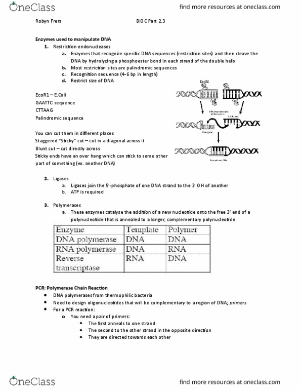 BIOC 302 Lecture Notes - Lecture 19: Restriction Enzyme, Phosphodiester Bond, Polynucleotide thumbnail