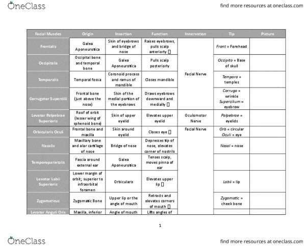 Health Sciences 2300A/B Lecture Notes - Lecture 3: Infraorbital Foramen, Risorius, Mentalis thumbnail