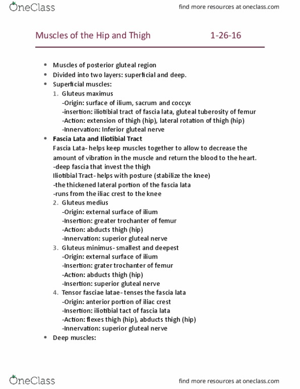 EEOB 2510 Lecture Notes - Lecture 7: Tuberosity Of The Tibia, Pectineus Muscle, Adductor Muscles Of The Hip thumbnail