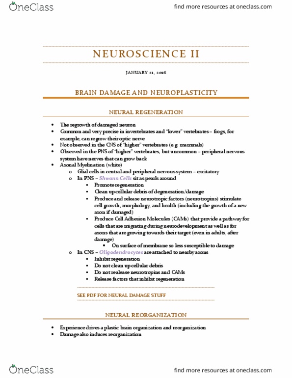PSYC 3410 Lecture Notes - Lecture 4: Olfactory Ensheathing Glia, Olfactory Bulb, Menopause thumbnail