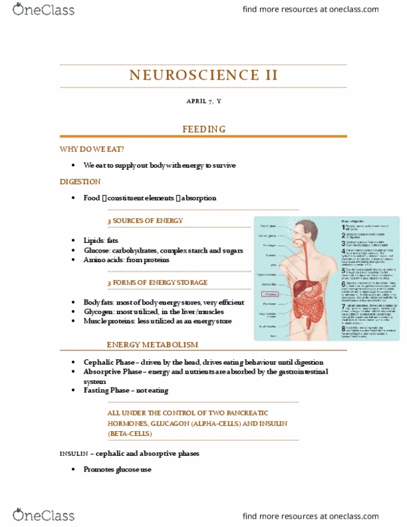 PSYC 3410 Lecture Notes - Lecture 5: Epigenetic Clock, Vagus Nerve, Brainstem thumbnail