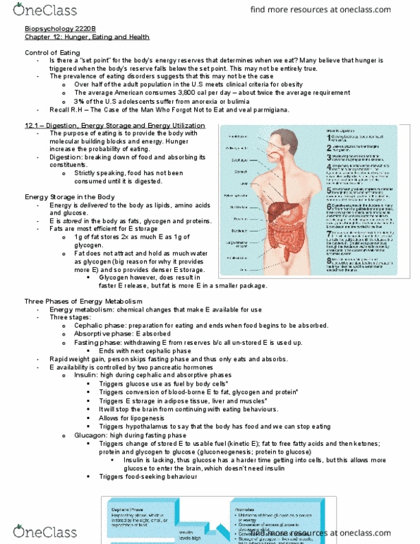 Psychology 2220A/B Lecture 12: (12) Hunger, Eating and Health 2220B thumbnail