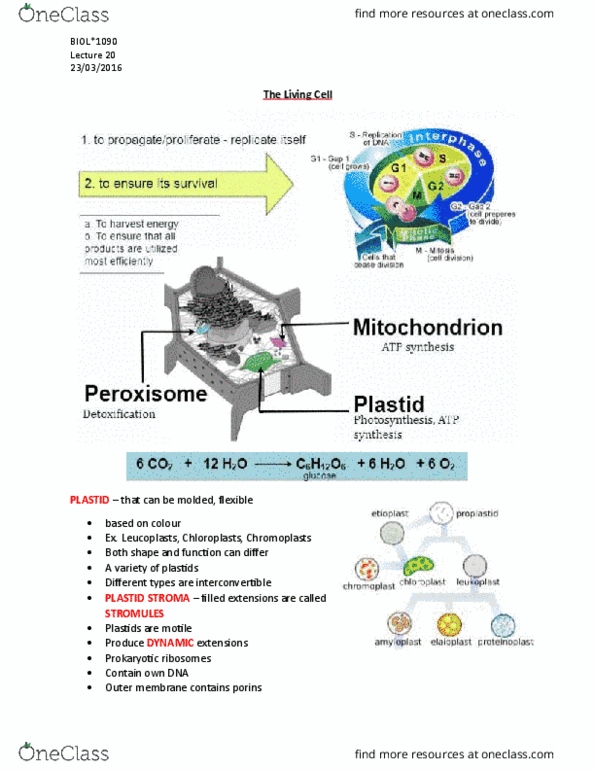 BIOL 1090 Lecture Notes - Lecture 20: Translocon, Intermembrane Space, Mitochondrion thumbnail