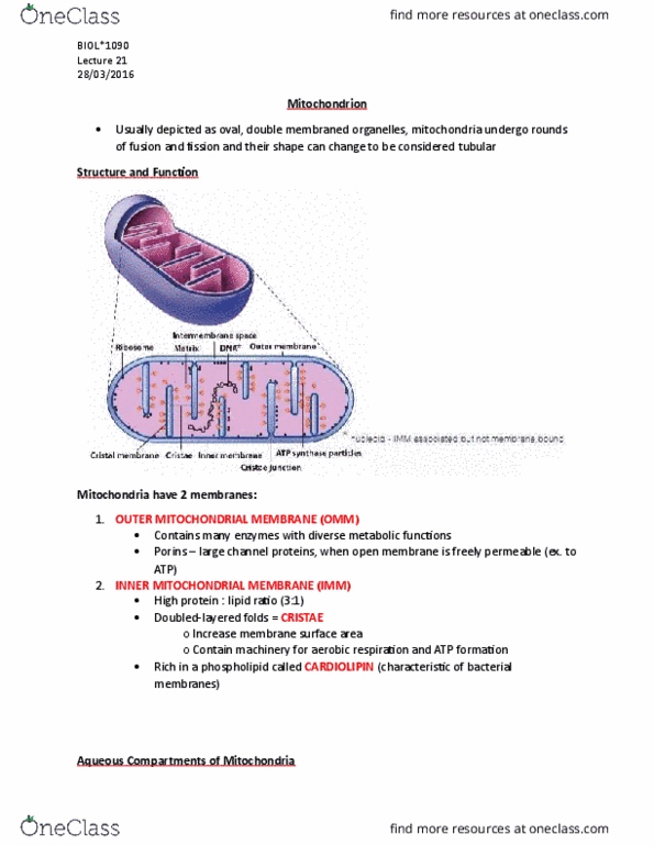 BIOL 1090 Lecture Notes - Lecture 21: Potential Energy, Cytosol, Cell Membrane thumbnail