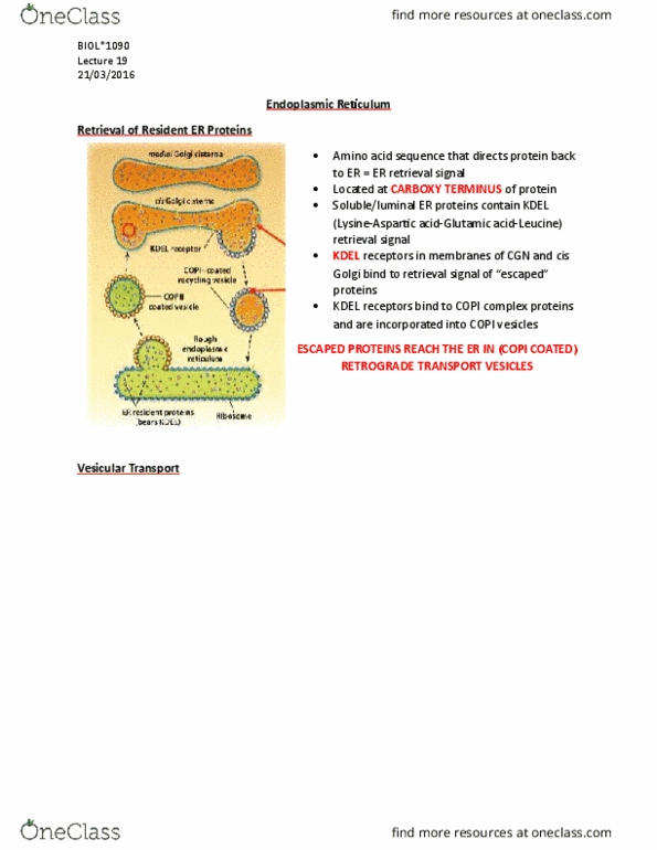 BIOL 1090 Lecture Notes - Lecture 19: Endocytosis, Autophagosome, Defence Mechanisms thumbnail