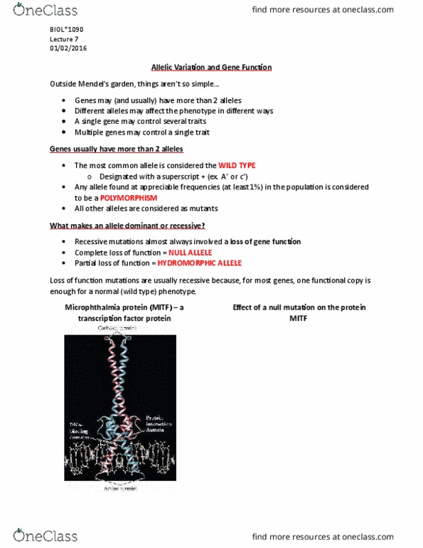 BIOL 1090 Lecture Notes - Lecture 7: Cinnabar, Microphthalmia-Associated Transcription Factor, Null Allele thumbnail