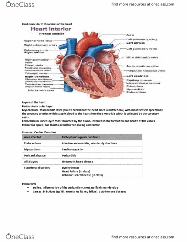 NURS 2820U Lecture Notes - Lecture 3: Tachycardia, Aorta, Sinoatrial Node thumbnail
