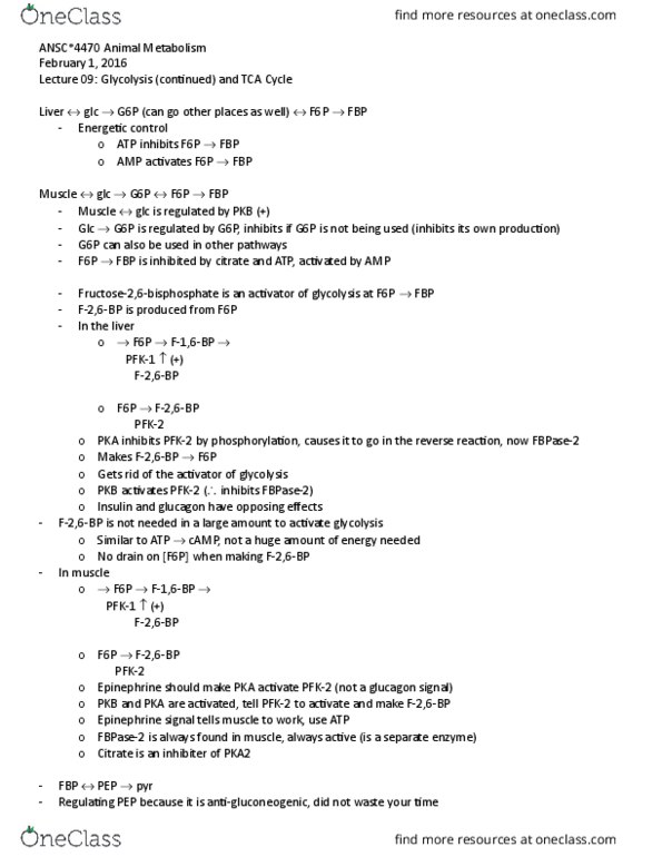 ANSC 4470 Lecture Notes - Lecture 9: Propionate, Pyruvate Dehydrogenase, Oxidative Phosphorylation thumbnail