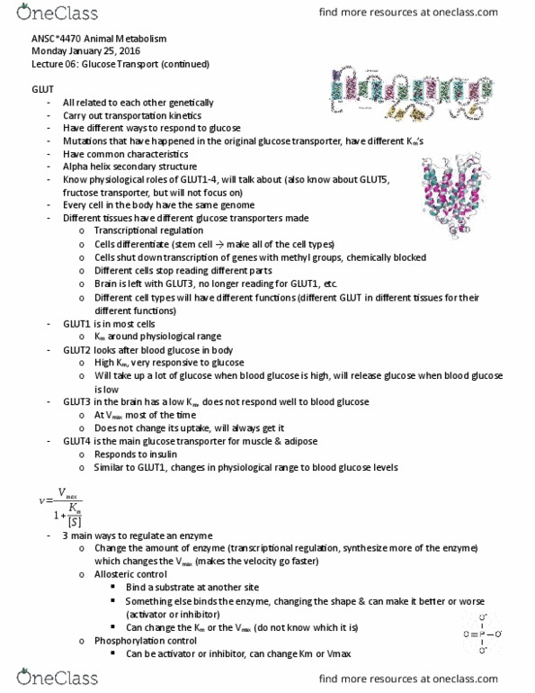 ANSC 4470 Lecture Notes - Lecture 6: Phosphorylation, Glut4, Glut1 thumbnail