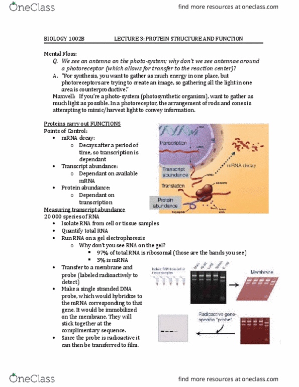 Biology 1002B Lecture Notes - Lecture 3: Northern Blot, Western Blot, Mental Floss thumbnail