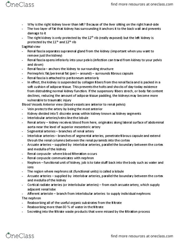 ANAT200 Lecture Notes - Lecture 19: Distal Convoluted Tubule, Proximal Tubule, Renal Corpuscle thumbnail