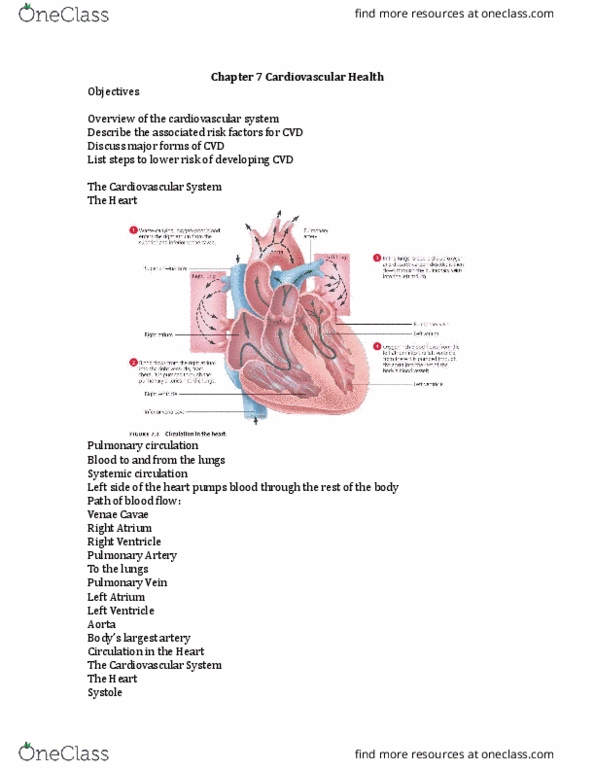 HLST-210 Lecture Notes - Lecture 8: Coronary Circulation, Pulmonary Circulation, Secondary Hypertension thumbnail