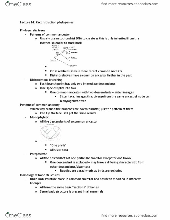 BIOL 2040 Lecture Notes - Lecture 14: Phylogenetic Tree, Paraphyly, Distant Relatives thumbnail