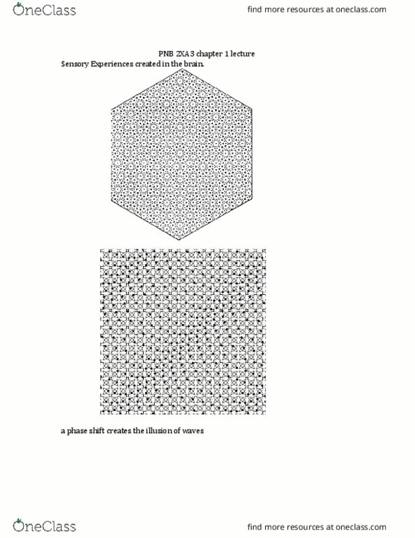 PNB 2XA3 Lecture Notes - Lecture 1: Škoda Fabia, Gustav Fechner, Richard C. Tolman thumbnail