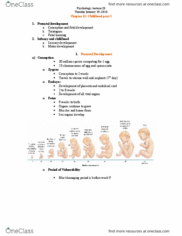 PSYC 1010 Lecture Notes - Lecture 23: Fetal Alcohol Spectrum Disorder, Umbilical Cord, Prenatal Development thumbnail