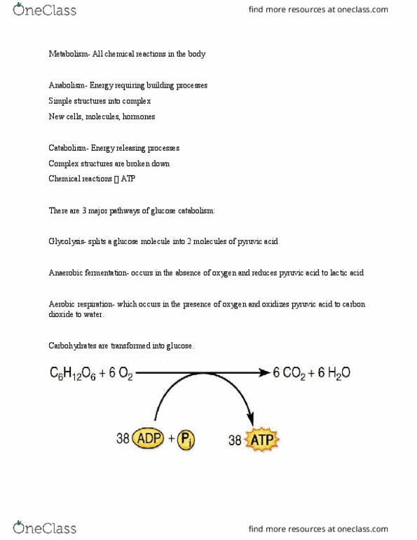 KINS 1224 Chapter Notes - Chapter 26: Lactic Acid, Cellular Respiration, Citric Acid Cycle thumbnail